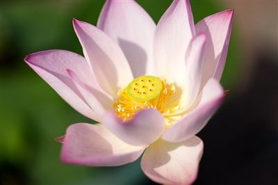 milan米兰app官网